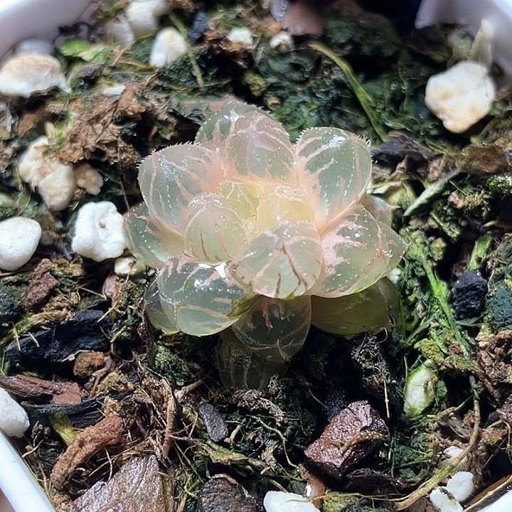 741背糊绯桃锦特选福利