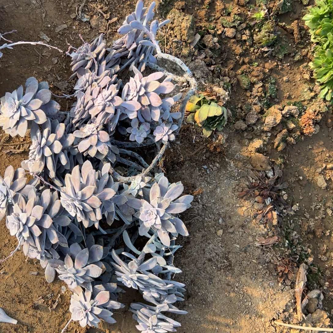 父母四座无言星欲稀植物中