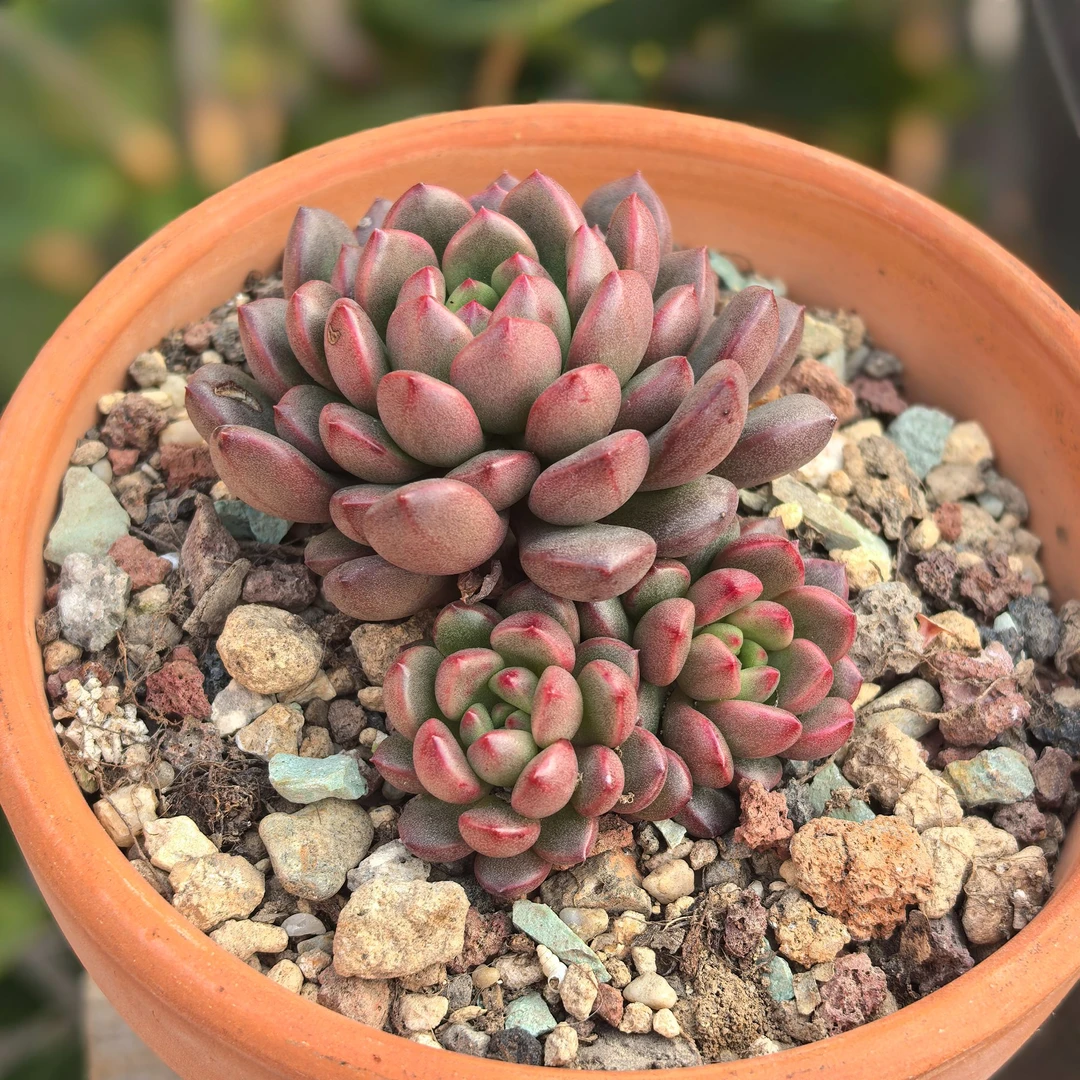 红宝石多肉群生植物多肉桌面绿植