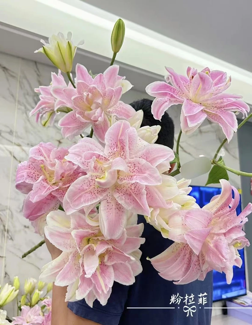 稀有重瓣粉拉菲百合种球有香基地直发阳台种植盆栽地栽香水百合
