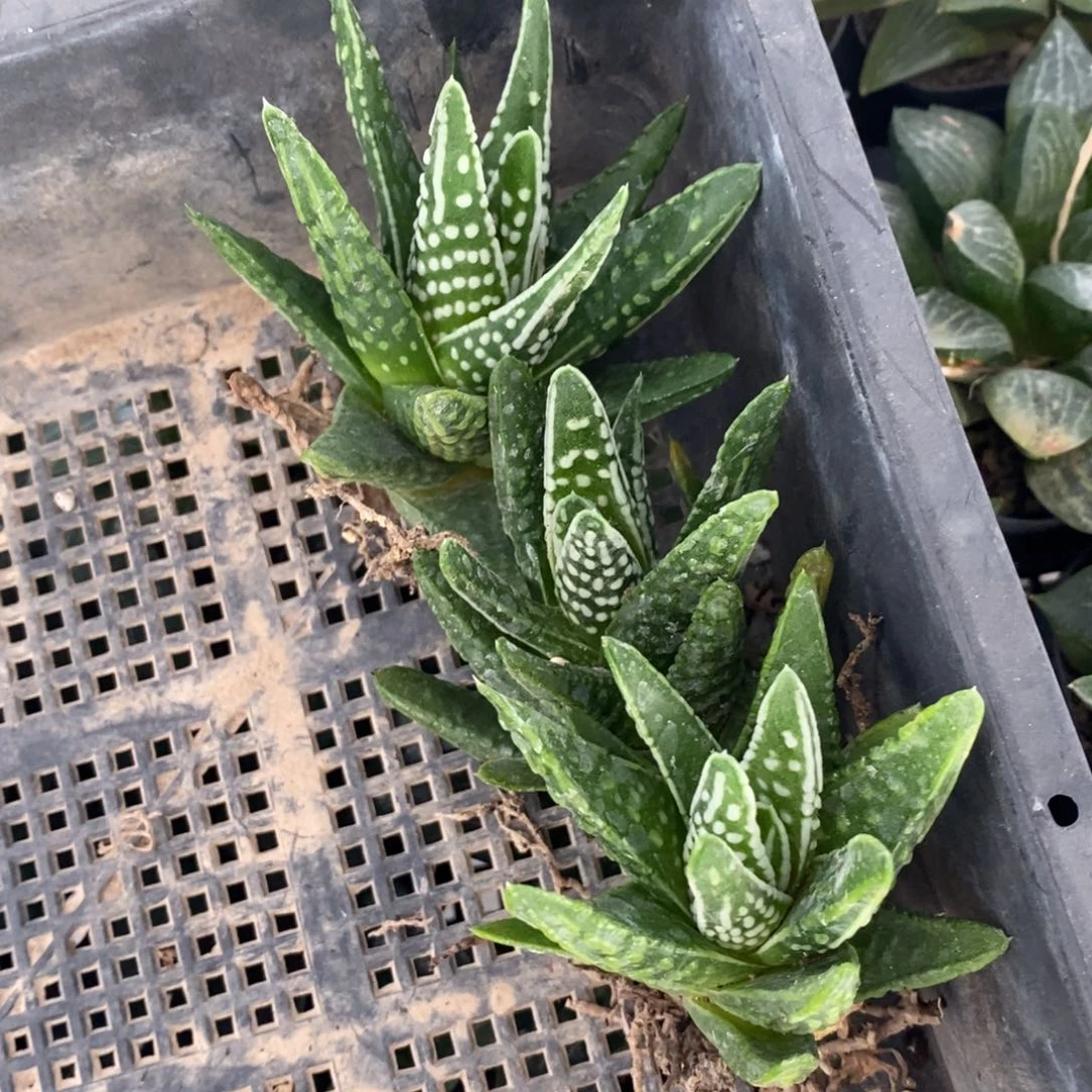 1782 一颗天使之泪 618福利