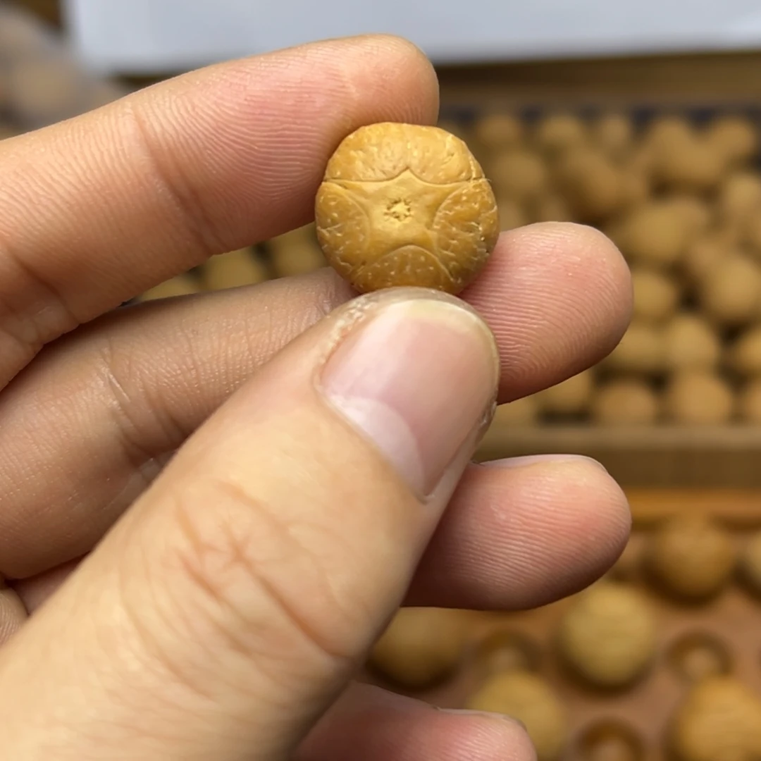 手串凤眼菩提15.9五星上将