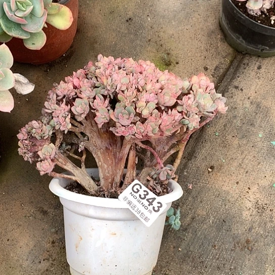 唐***啦霞光朵朵343 全场默认微瑕7-8天fahq