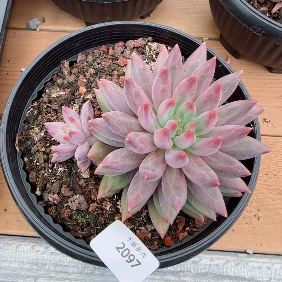 П***к虞美人，2097多肉植物