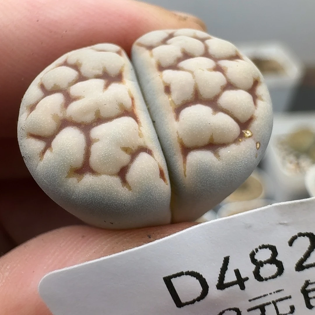 482多肉哈哈哈哈哈哈哈哈