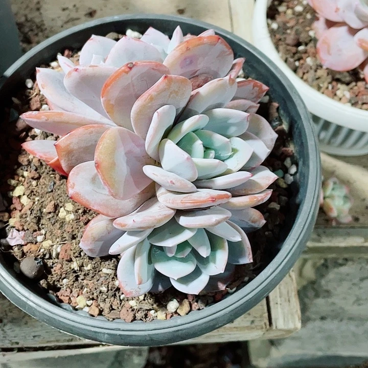 奶茶38一盆5566998999