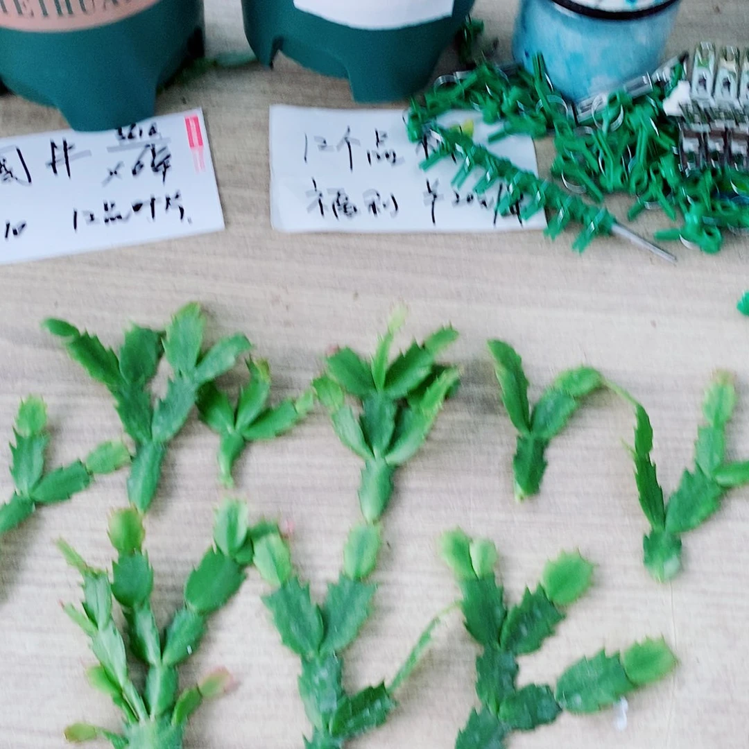 无花朵12个品种叶片嫁接用