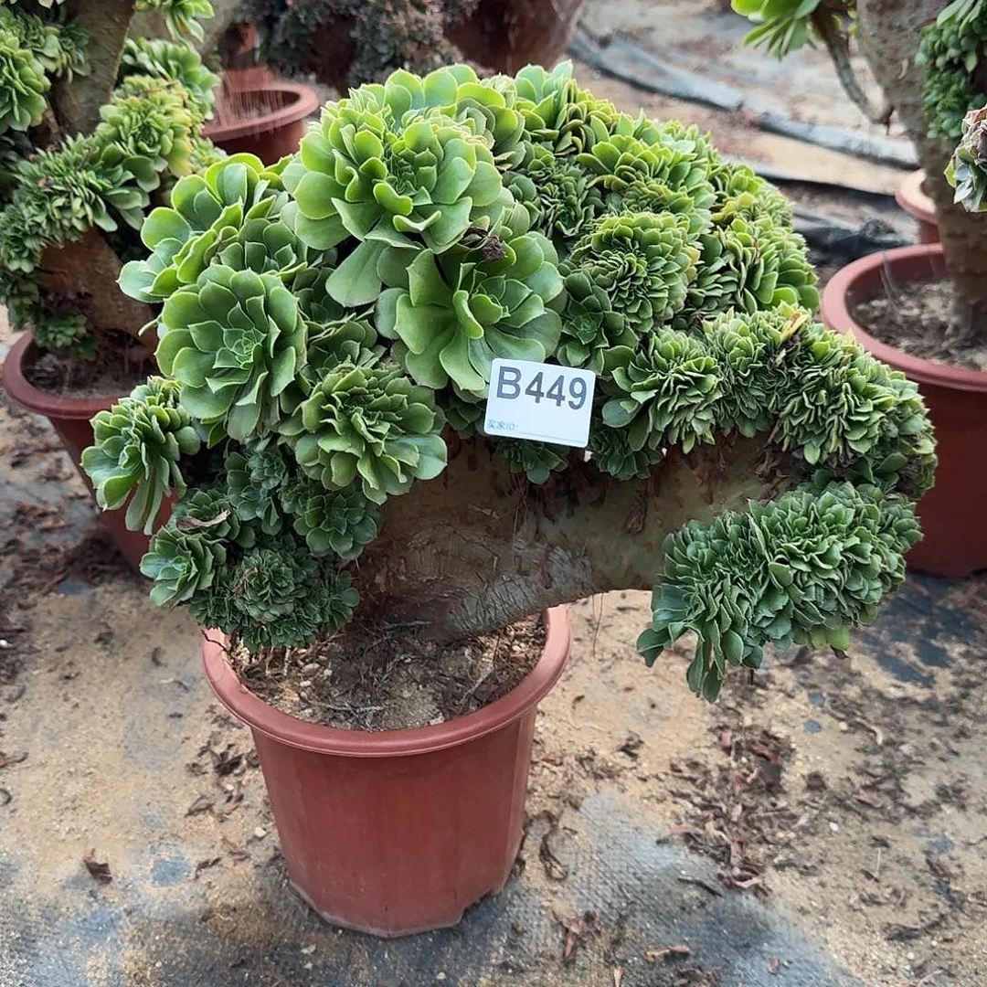 449绿缀一颗有伤呀