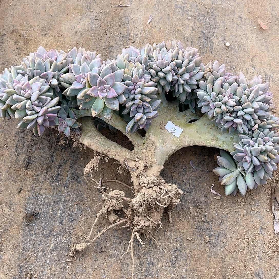 诗***方13号淡雪缀化一物一拍