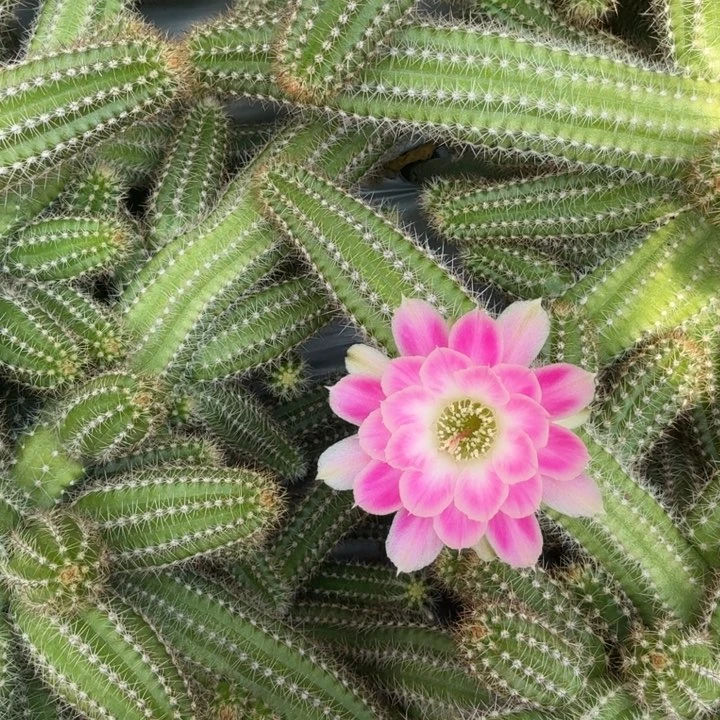 白檀仙人掌807侧芽一个