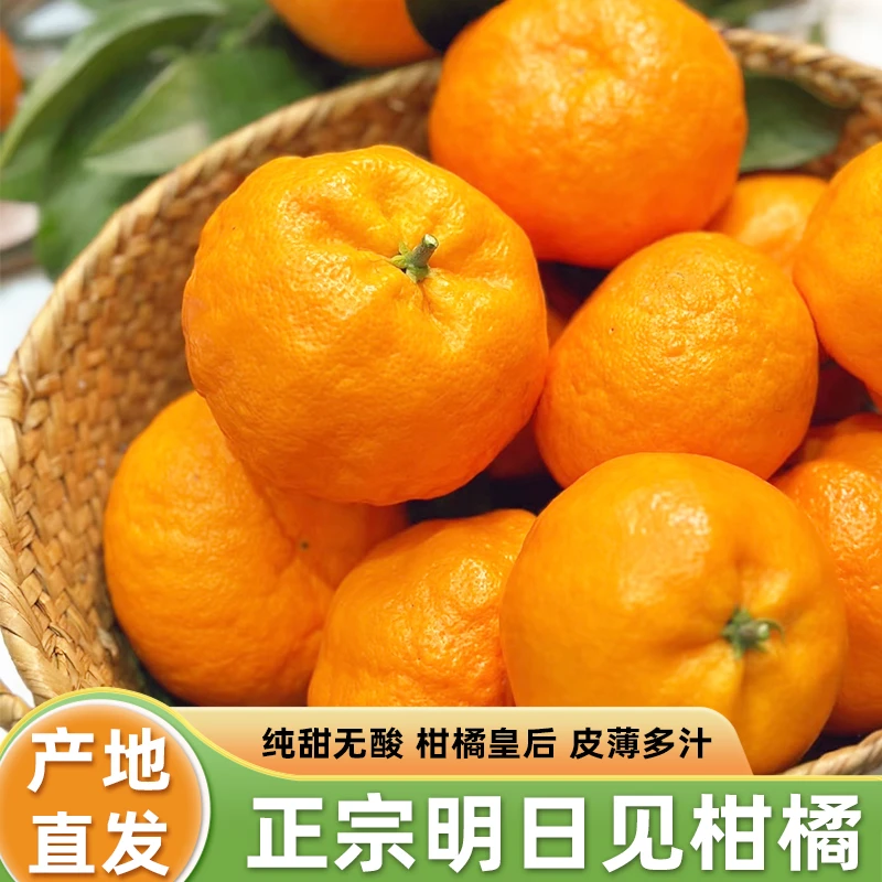 正宗明日见柑橘中的爱马仕皮薄汁多果肉细腻纯甜口味果园直发