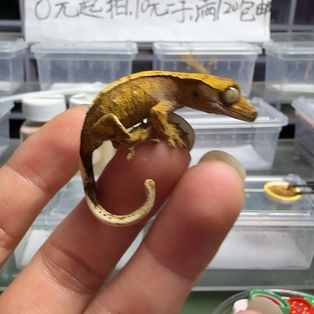 睫角守宫睫角守宫大幼