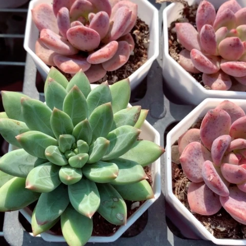 青花瓷。