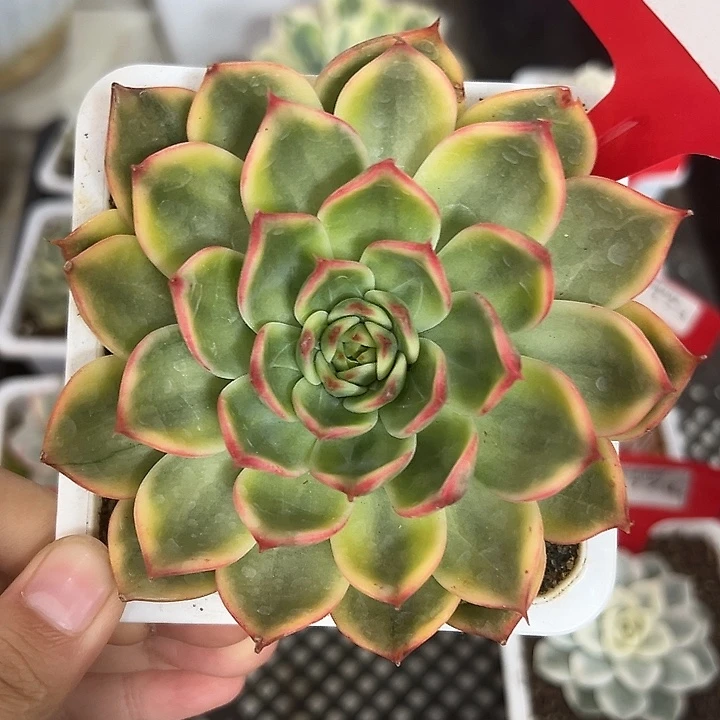 170号桃花锦多肉植物