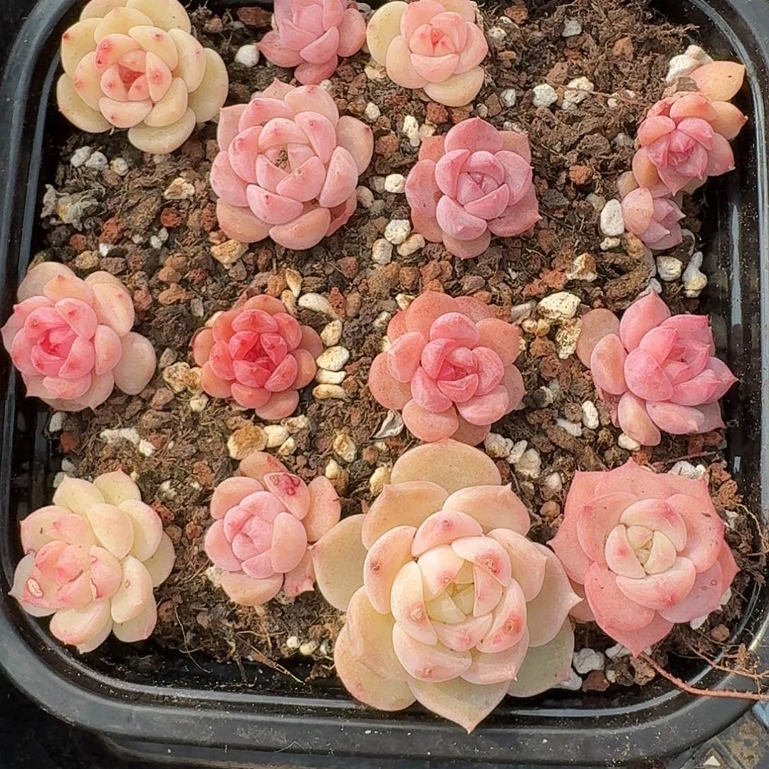 杂交新品珍妮多肉315