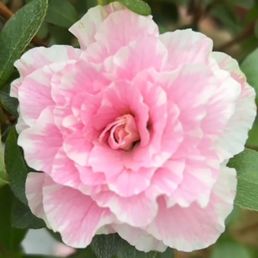 爱之彩皋月杜娟重瓣多色系耐热耐寒杜鹃室内室外杜鹃