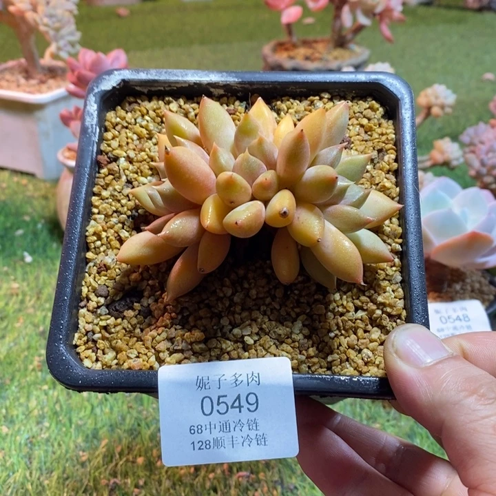 0549啊啊啊啊啊啊啊啊啊