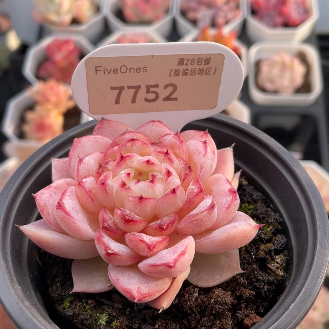 天鹅绒7752-6.5厘米
