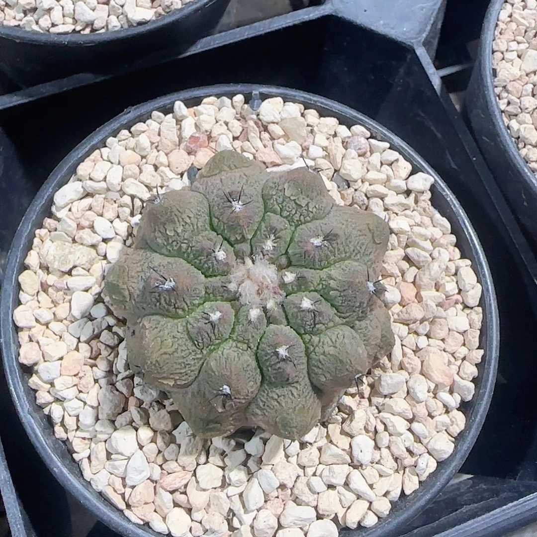 蜥蜴皮 实生仙人球750