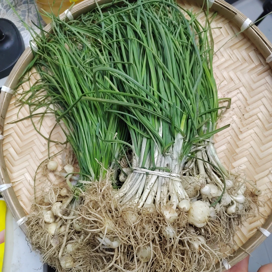 【小柯支书代销】乡村现挖野葱（完美主义者慎拍）