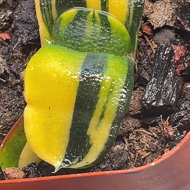 一物一拍竞拍福利拍