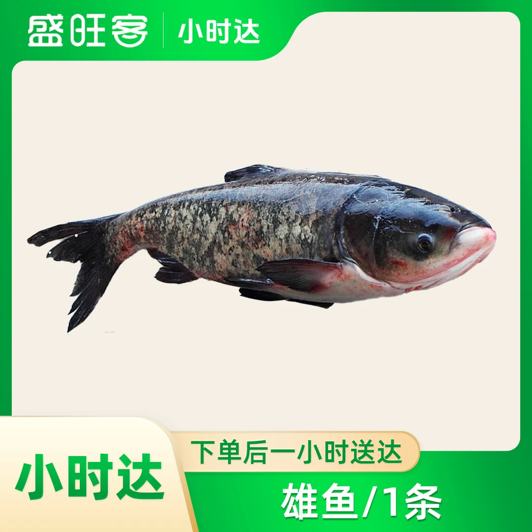 雄鱼/1条