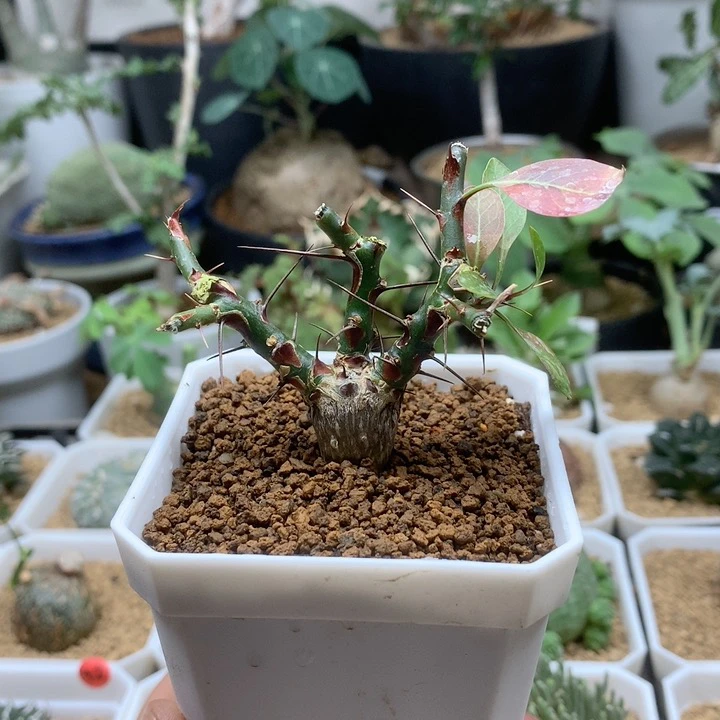 簇生富贵花实生带盆