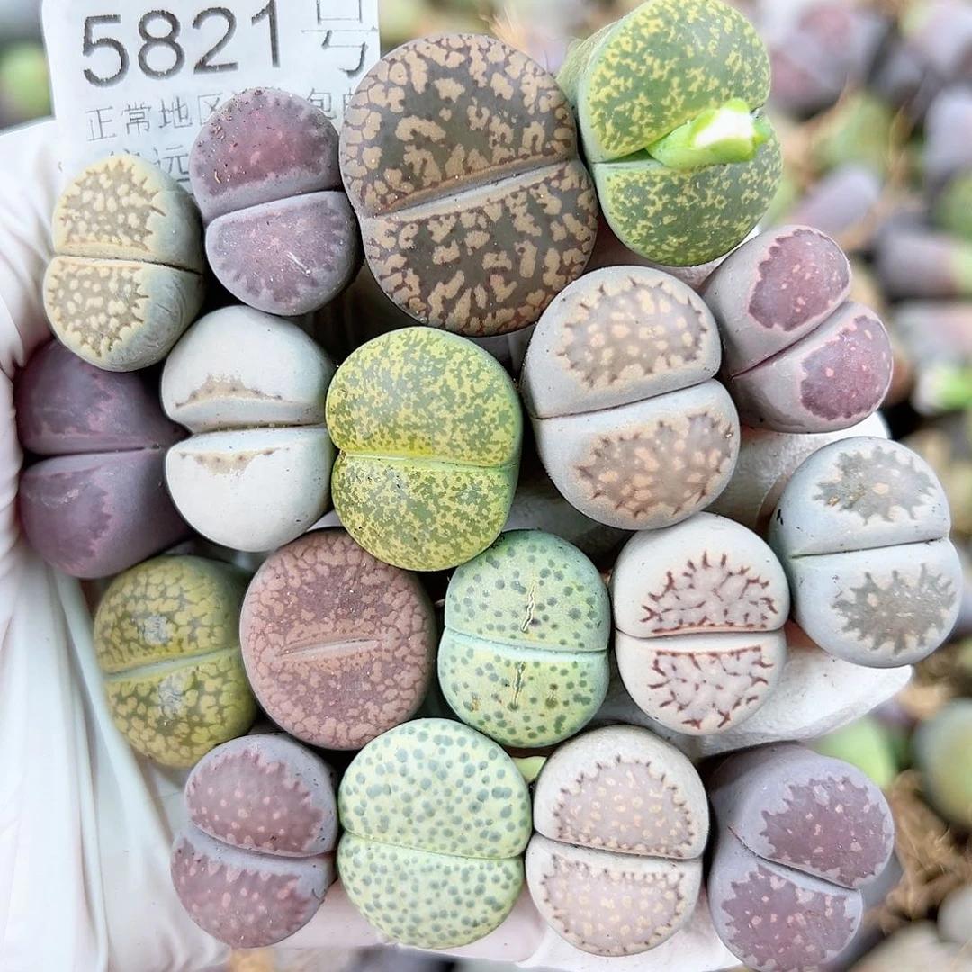 妍****5821 好养易活生石花大母本36个1.5-2cm