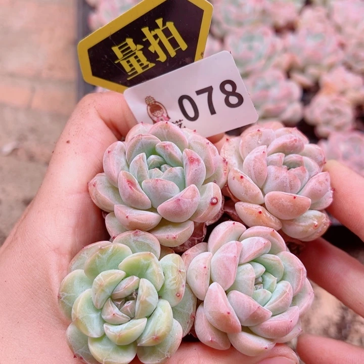 多肉植物多肉植物