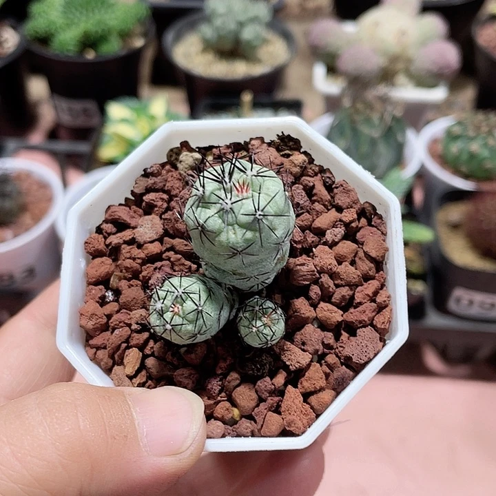 151帝王丸三头群