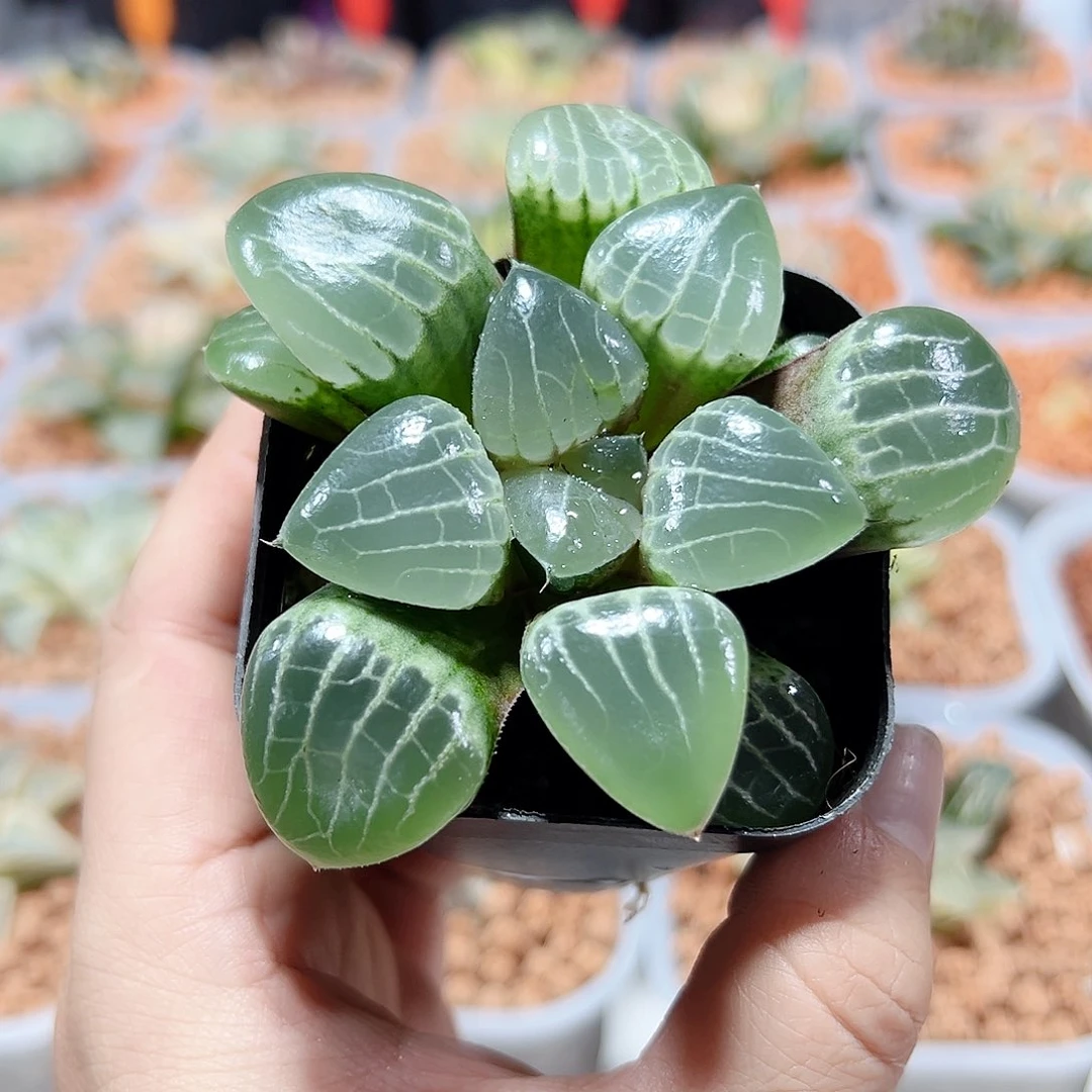 十二卷多肉实生克