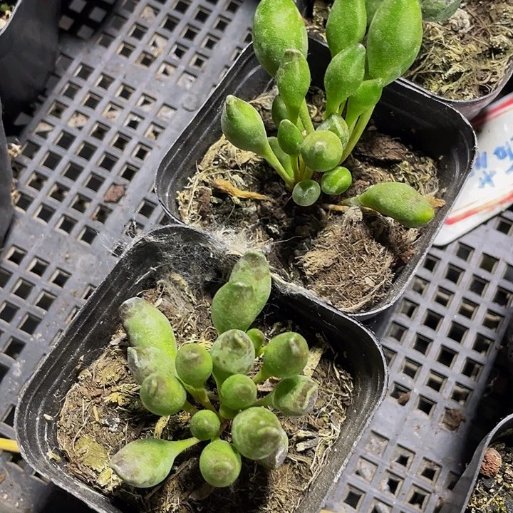 鼓槌2.8带盆土发