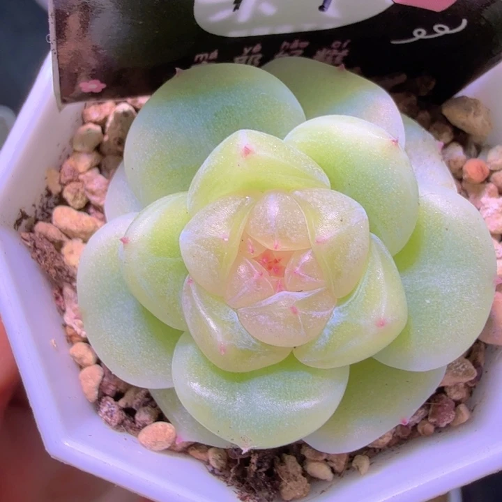 F1财富开播福利啦