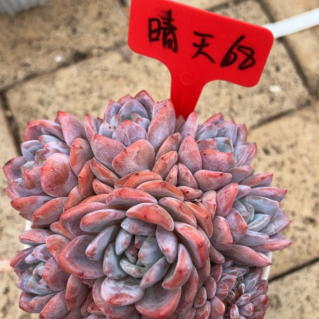晴***到晴天 68。