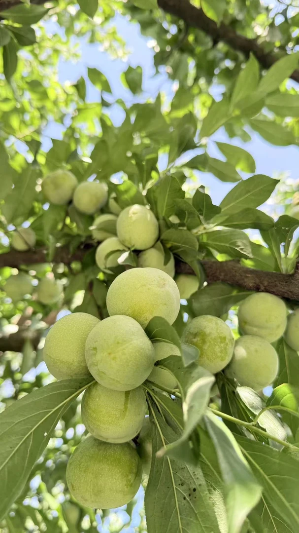 涂梅代言农家甜脆李新鲜采摘脱骨清脆应季水果