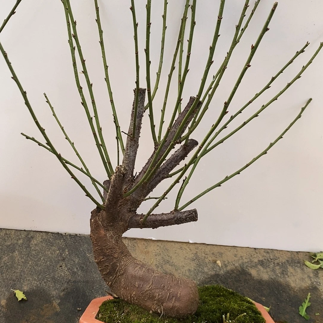 无花朵红梅一物一拍的一