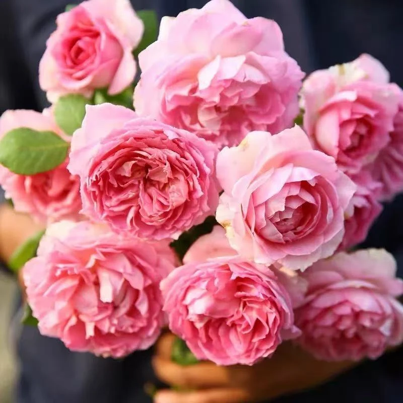 【1米-1.3米】浓香无刺罗伊月季花大苗爬藤蔷薇庭院阳台盆栽四季开