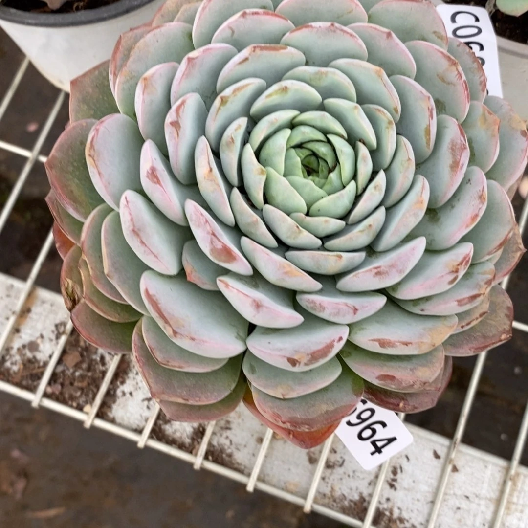 一***叶6964恩宠一物一拍