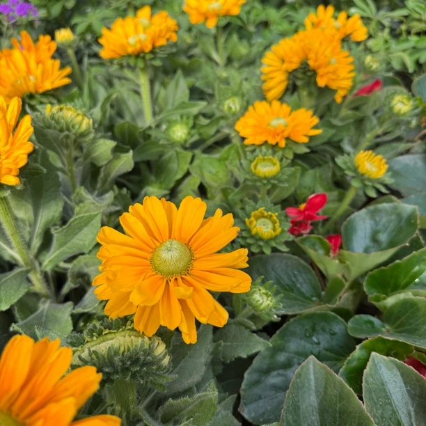 金光菊花苞状态颜值高适合阳台庭院养殖