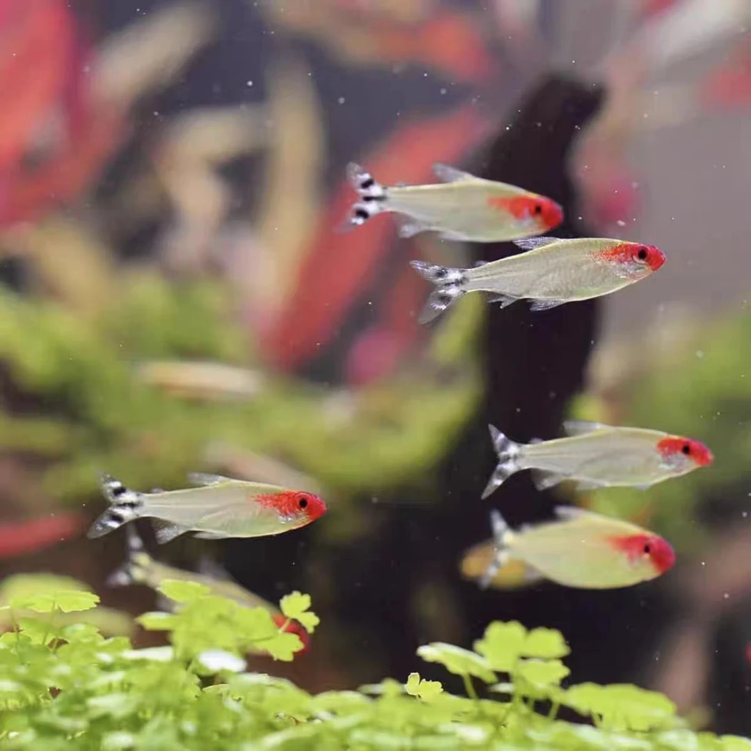 红鼻子剪刀红鼻子群游鱼淡水鱼活体宠物热带鱼小型小型观赏鱼