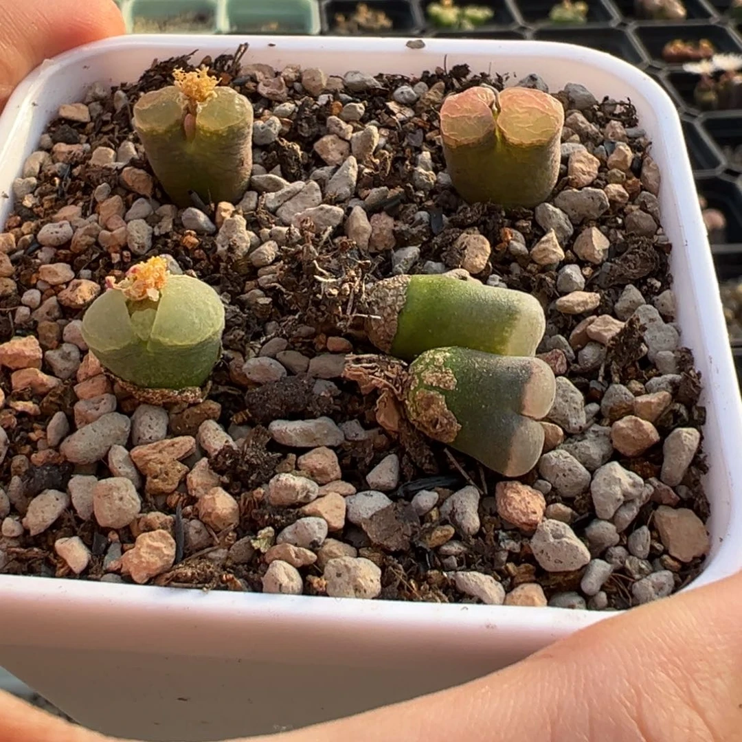 灰***灰多肉植物多肉植物