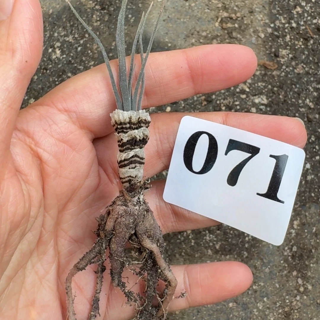 小青龙弹簧草一物一拍多肉