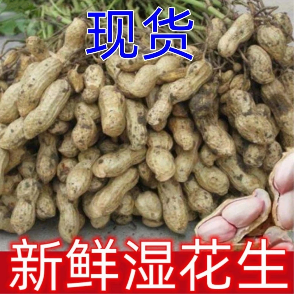 农家自种鲜花生带壳花生湿花生当季带泥花生发货水煮卤花生包邮
