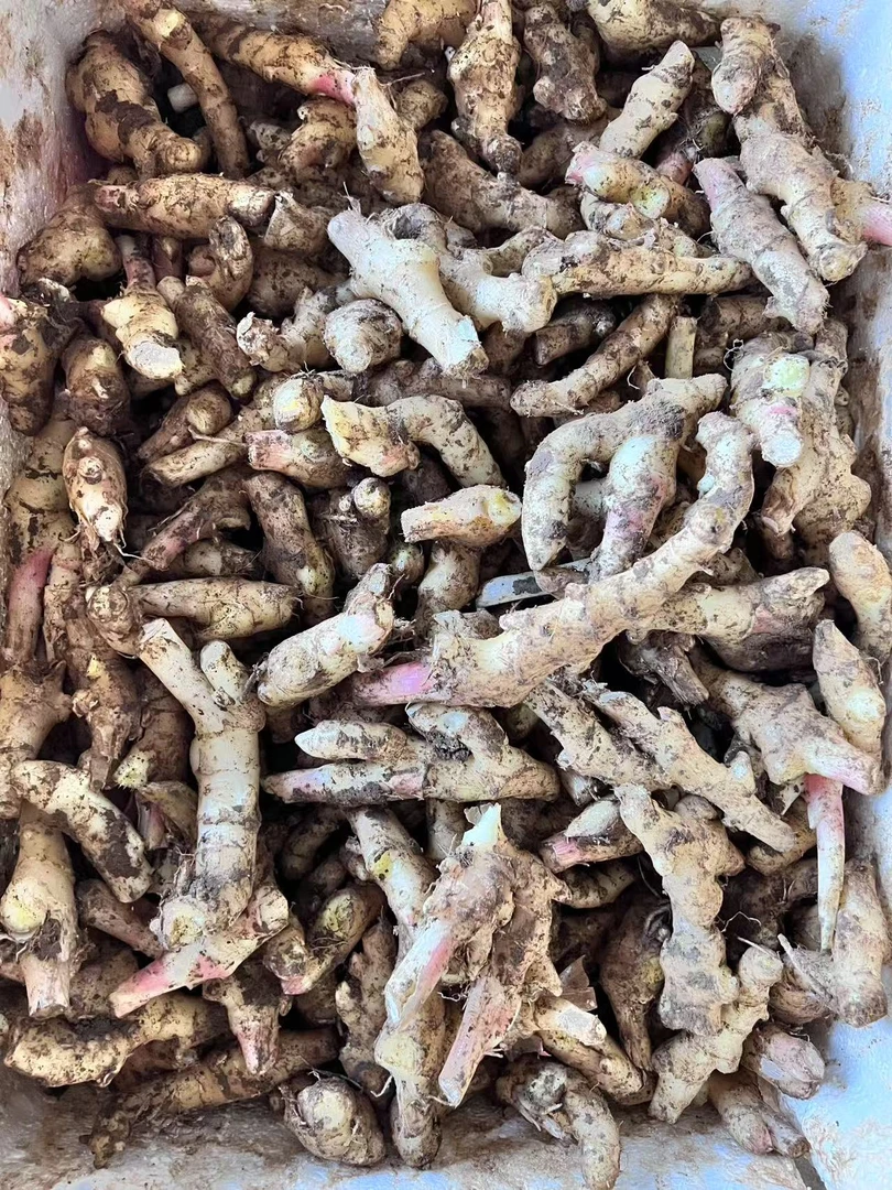 老姜头头 馆子饭店专用划算优惠