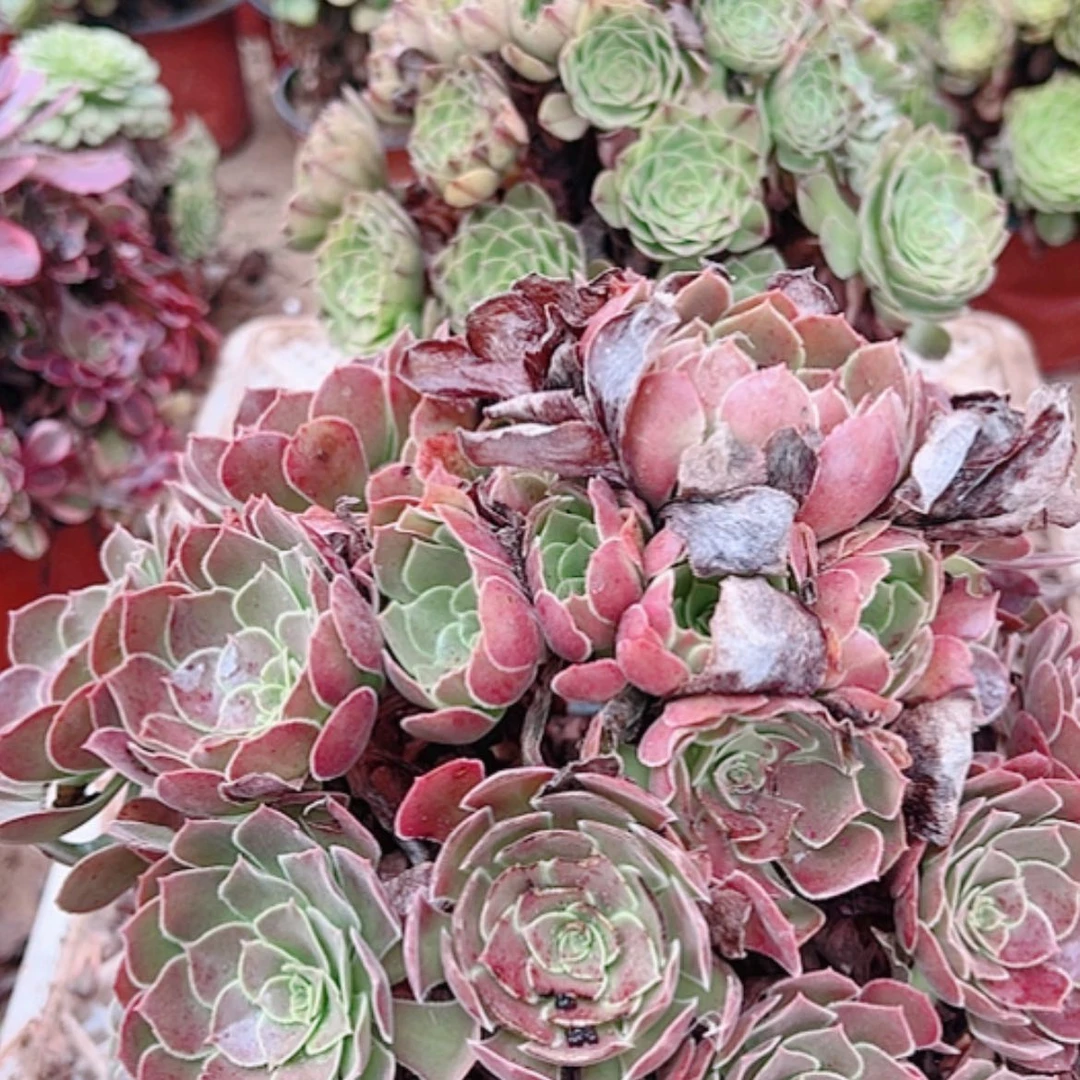 【闪购商品】无花朵人****见37号套餐2颗断枝不包
