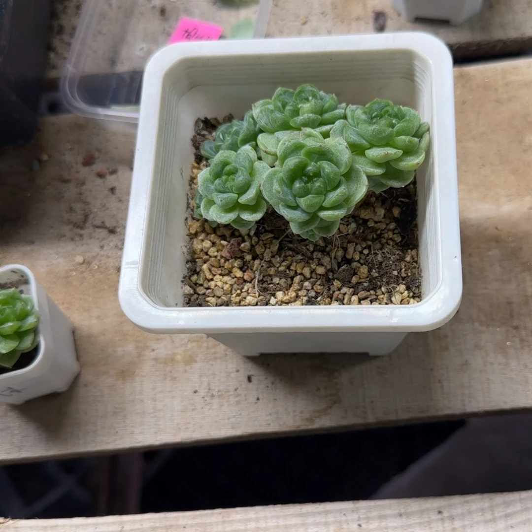 沐***。7头财富中苗盆一个满25包邮