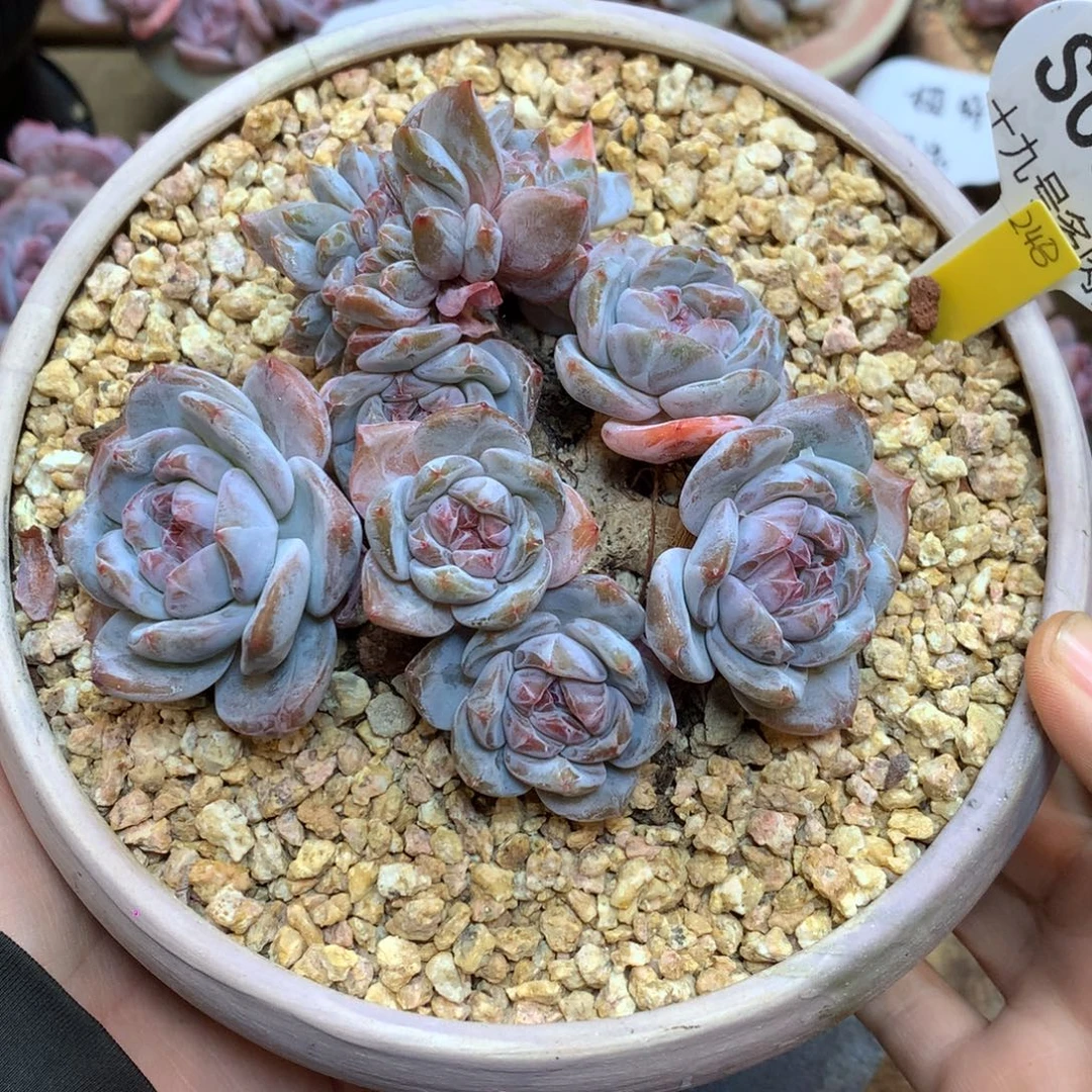 S0844 老桩星影缀 11cm