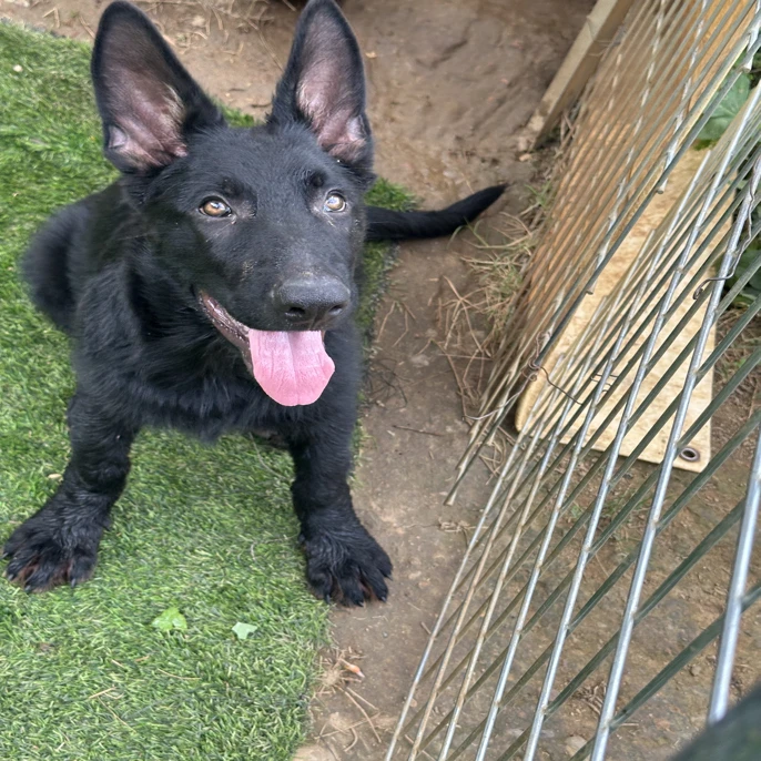 东德牧羊犬幼犬，赛鲁斯后代。