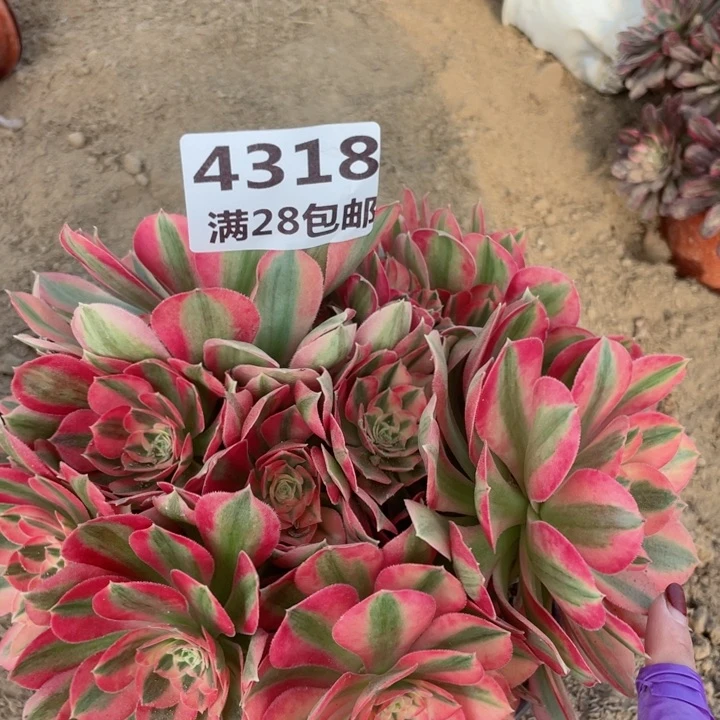 4318二号棚女巫多肉A