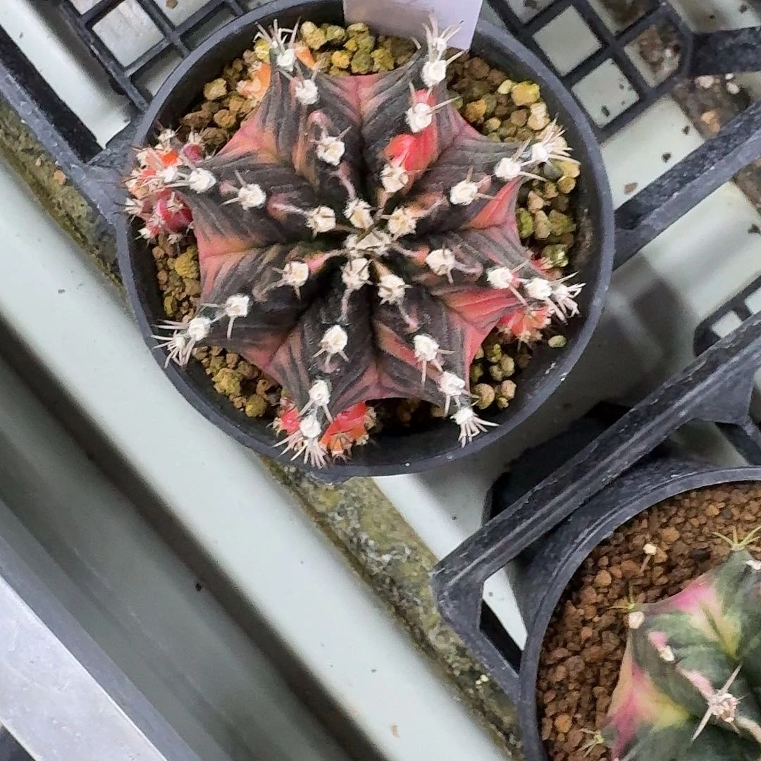 L249-1121广东发货 8mm